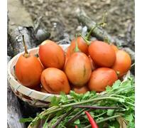 Pomodoro tamarillo - facile mantenere giardino roccioso ombra 300semi