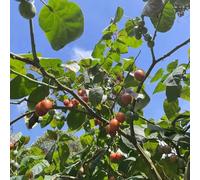 pomodoro tamarillo - giardino balcone di giardino 150semi