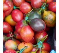 pomodoro tamarillo - giardino balcone giardino resistenti semi biologici 100pcs