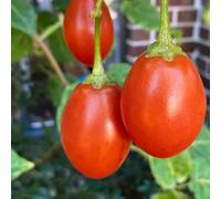 pomodoro tamarillo - giardino decorativo di semi balcone serra balcone selvatici semi 85pcs