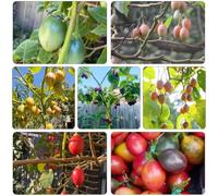 pomodoro tamarillo semi tetti verdi biologici balcone resistenti vaso, resistenti 100pcs