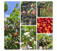 pomodoro tamarillo tetti verdi balcone parterre elevato resistenti organici colonnari semi da 225pz