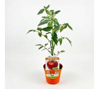 Pomodoro Tondo Liscio Pianta in Vaso | Ortaggio Primaverile per Orto e Balcone | Pianta di Pomodoro Produttiva con Frutti Rossi Lisci e Succosi | Facile da Coltivare