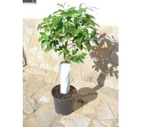 Pompelmo (Citrus - paradisi) un giovane albero con fusto spesso pompelmo