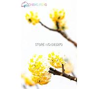 Ponak 100 pezzi di semi di piante Edgeworthia bianco giallo