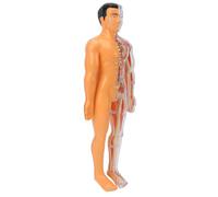 Pongnas Modello del Corpo Umano, Kit di Anatomia Rimovibile con 7 Organi e 19 Ossa con Scheletro Che Si Illumina Al Buio, Giocattolo di Scienze Educative STEM per Studenti Bambini