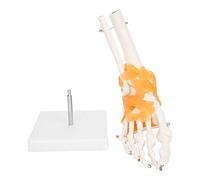 Pongnas Modello di Scheletro Dell'osso della Caviglia del Piede Umano, Struttura Anatomica Dell'articolazione del Piede con Legamenti e Base Flessibili, per Insegnare la Spiegazione del