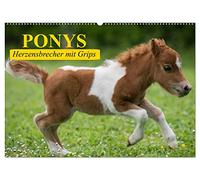 Ponys. Herzensbrecher mit Grips (Wandkalender 2026 DIN A2 quer), CALVENDO Monatskalender: Süße Frechdachse mit Löwenherz