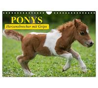 Ponys. Herzensbrecher mit Grips (Wandkalender 2026 DIN A4 quer), CALVENDO Monatskalender: Süße Frechdachse mit Löwenherz