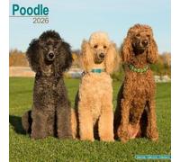 Poodle Calendar 2026 Square Dog Breed Wall Calendar - 16 Month