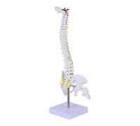POPETPOP 1pezzi Di Colonna Vertebrale Anatomico Pelvis e Discernimento Delle Vertebre Per Educazione Medica e Studio Della Spina Dorsale
