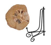 POPETPOP Ammonite Modello Decorativo da Tavolo con Supporto Esemplare Fossile Naturale Colorato per Insegnamento e Collezione Geologica