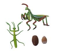 POPETPOP Ciclo Di Vita Della Mantide Realistico Oggetto Didattico Per Educazione Precoce Figurina Mantide e Bruchi Insegnamento Biologico Su Insetti