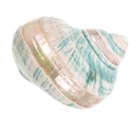 POPETPOP Conchiglie Da Spiaggia Tropicali Decorazioni Per La Casa Esemplari Di Conchiglie Decorazioni Naturali