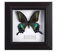 POPETPOP Cornice per Espositori di Campioni a Forma di Farfalla Decorazione da Parete e Ornamento da Tavolo Esemplare Artigianale Realistico per Casa Ufficio e Feste