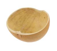 POPETPOP Cucchiaio d’Acqua in Guscio Naturale Mestolo Leggero e Compatto con Manico per Uso Domestico e Giardinaggio Paletta per Acqua Multifunzionale