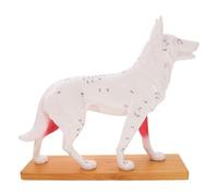 POPETPOP Modello Anatomico Cane con Punti Agopuntura Dettagliati per Addestramento Studenti Veterinari Materiale Durevole e Facile da Pulire Strumento Didattico per Comprendere Corpo
