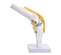 POPETPOP Modello Anatomico del Ginocchio Umano Dimostrazione di Abduzione e Retroversione 1:1 in Pvc per Studio Anatomico e Educazione dei Pazienti