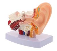 POPETPOP Modello Anatomico Dell’orecchio 1, 5x in Pvc Base, Staccabile | Insegnanti e Studenti, Dettagli Accurati, Montaggio Ripetuto, Uso da Scrivania, Studio Clinico