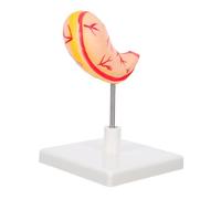 POPETPOP Modello Anatomico Dello Stomaco Per Istruzione Studio Anatomia Realizzato in Materiale Robusto Facile Da Montare e Smontare Per Uso Clinico