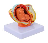 POPETPOP Modello Anatomico Realistico di Feto a Termine in Pvc per Insegnamento, Display Educativo del Feto a Nove Mesi, per Scuole di Infermieristica