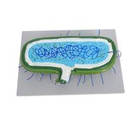 POPETPOP Modello Cellulare Animale Ingrandito per Insegnamento Biologia con Nucleo Dettagliato Modello Scientifico Resistente per Studio Microbiologia e Simulazione Cellulare in Aula