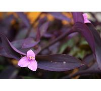 Portal Cool 1 Tradescantia Pallida + 2 fluminensis Lilac Stekken Bouturesstecklinge Esquejes