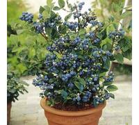 Portal Cool 100 Pz Blueberry Albero Seed Mirtillo in vaso Bonsai Seed