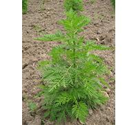 Portal Cool 100 Semi Di Artemisia Annua *** Assenzio Dolce *** Qing-Hao