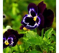 Portal Cool 100Pcs Giardino Balcone decorativo Multi-Color Selvaggio Viola cornuta Semi C1My
