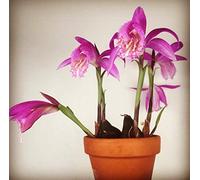 Portal Cool 12 bulbilli - Pleione 'Tongariro' - Hardy Orchid, Giardino Orchidea, Orchidea Lampadina