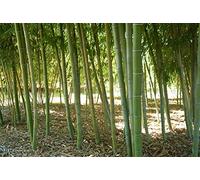 Portal Cool 15 semi in bambù 'Gigante Phyllostachys edulis