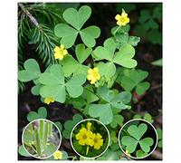 Portal Cool 150 Oxalis Seeds: Giallo Legno-Sorrel Semi ~ Oxalis Stricta (Organic) Sourgrass Woodsorrel Clover