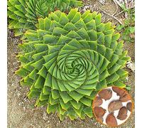 Portal Cool 1553 100Pcs Aloe Polyphylla Seed Garden Succulente Domestica Yard Orticoltura A