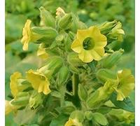 Portal Cool 1G Tabacco Nicotiana Rustica mapacho 4000 Semi Lot Lavoro Resale Indiani