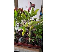 Portal Cool 2 foglie di Kalanchoe Pinnata Succulente Madagascar