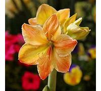 Portal Cool 2 Pezzi Bianco, Giallo, Alba Amaryllis Bulbi Hippeastrum Bulbi Casa & Garden Decor