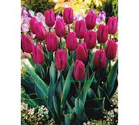 Portal Cool 20: 1-100 Bandiera Viola Tulipano triumph Bulbi Plum/lilla/blu Spring Garden perenne