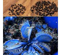 Portal Cool 20 Particelle / 1 Borsa: 20/50 Particelle Blu Venere acchiappamosche Dionaea muscipula Semi Carnivora EA9