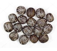 Portal Cool 20 Pz: semi di gomma Tree (Hevea brasiliensis) 100% di qualità Milky lattice