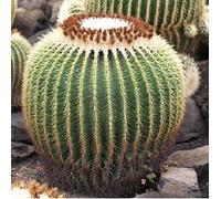 Portal Cool 20 semi di Grusonii Goldkugelkaktus Echinocactus - - - B1371:Semi
