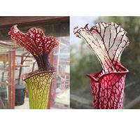 Portal Cool 20 Semi Freschi Sarracenia (18 ottobre) Flava Joanna X leucophylla Red Tubo