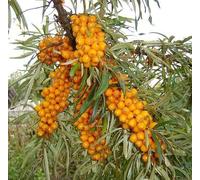Portal Cool 20 Semi Hippophae rhamnoides (olivello spinoso) Codice 912