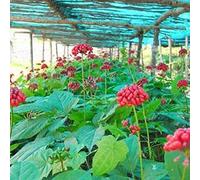 Portal Cool 200 + Hardy Cinese/Corea del Panax Ginseng Semi Selvatici Graines de Ginseng Semi Freschi