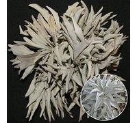 Portal Cool 200pcs California White Sage Semi Sacro Salvia Apiana Cerimoniale Aromatics Yh