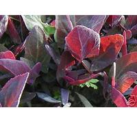 Portal Cool 25+ Semi di Orach Biologici"Triple Purple" Montagna di spinaci:Semi