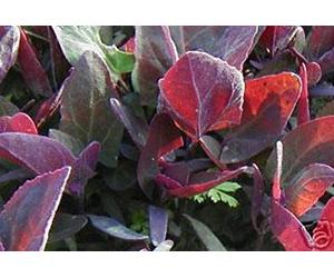 Portal Cool 25+ Semi di Orach Biologici"Triple Purple" Montagna di spinaci:Semi