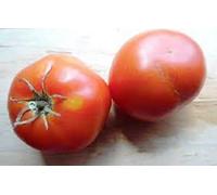 Portal Cool 25 Tomate sät Riesen Steak (Bistecca Super-Pomodoro)