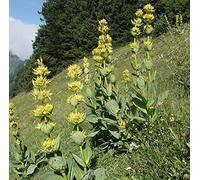 Portal Cool 250 Semi Gentiana Lutea, Gialla o Genziana, Giallo Genziana, radice Amara
