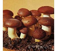 Portal Cool 28gr / 1 (Oz) Pioppo Nero (Pioppino) Spawn micelio per la Coltivazione su Cartone